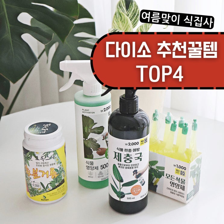  다이소 추천템 식집사 여름맞이 꿀템 TOP4