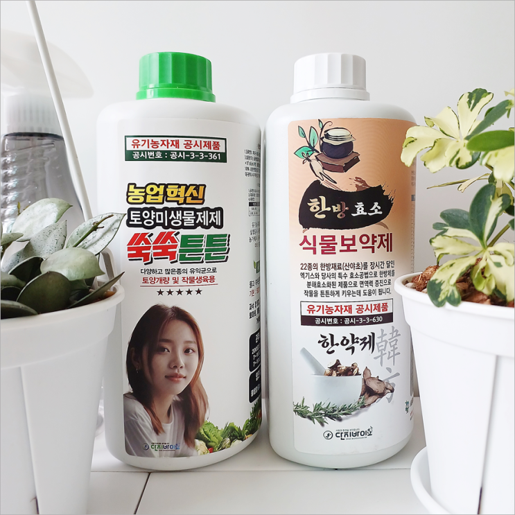 액체비료 액상비료 화초 화분영양제 추천 및 주는법