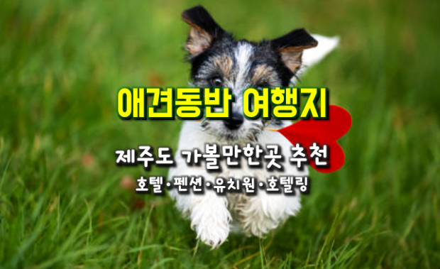 반려견과 함께 제주도 가볼만 한 곳...제주도 애견전용 유치원・호텔,애견동반 호텔・펜션・캠핑장
