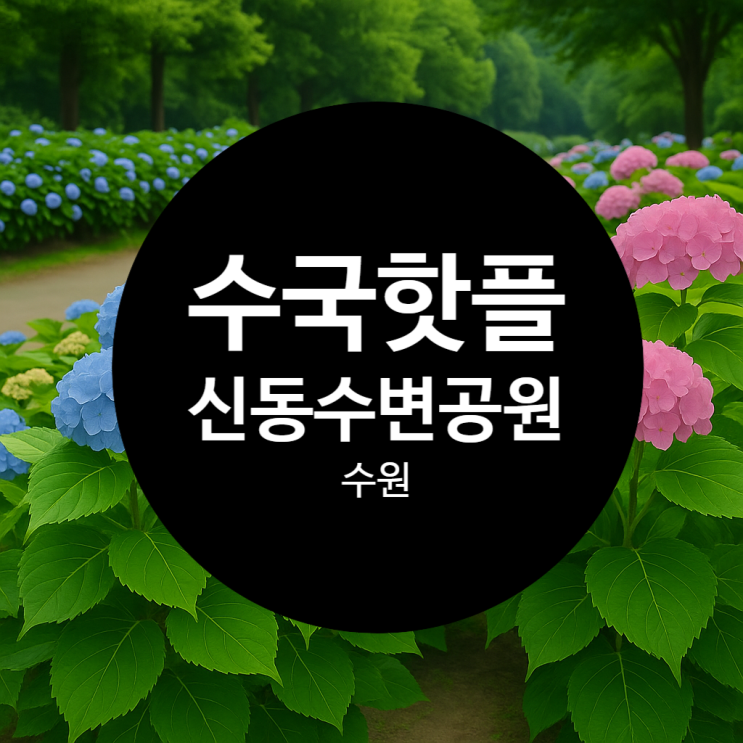  수원 수국 핫플 신동수변공원 아이랑 걷기 딱 좋다