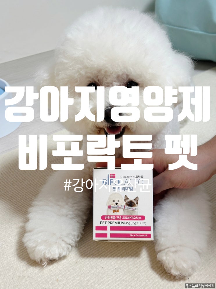강아지영양제 스피드유산균 비포락토 펫으로 건강관리해보자 feat 퐁이먹방후기