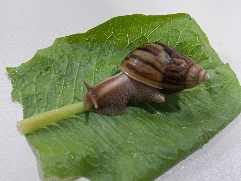 아프리카 왕달팽이 키우기! 1년 동안 키운 후기
