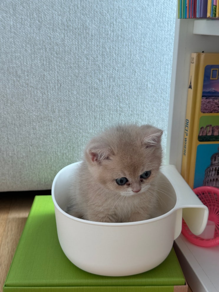  아빠 나는 외동이라 외롭단 말이야 (브리티쉬숏헤어 고양이를 입양했어요)