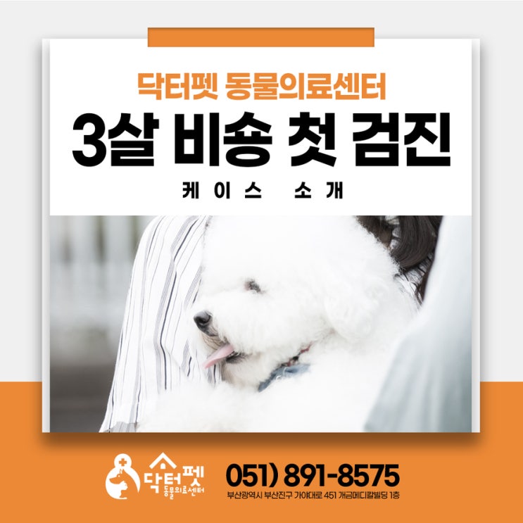 3살 비숑프리제 태어나서 처음 건강검진 왔어요 부산 동의대역 동물병원