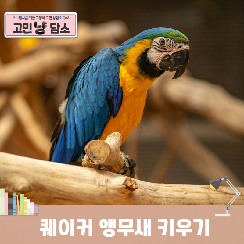 앵무새 종류 퀘이커 앵무 키우기 용품 횟대 정리