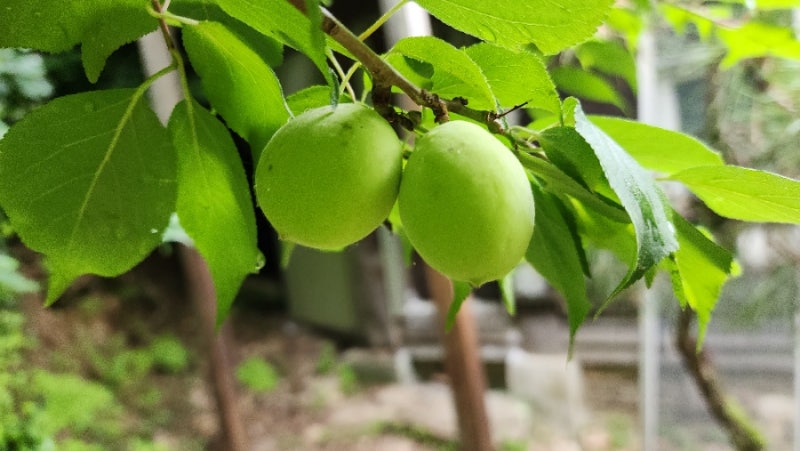 아기꿈, 아기업는 꿈, 아기안는 꿈, 출산하는걸 보는 꿈, 우는아기 달래는 꿈, 아기가 사라지....