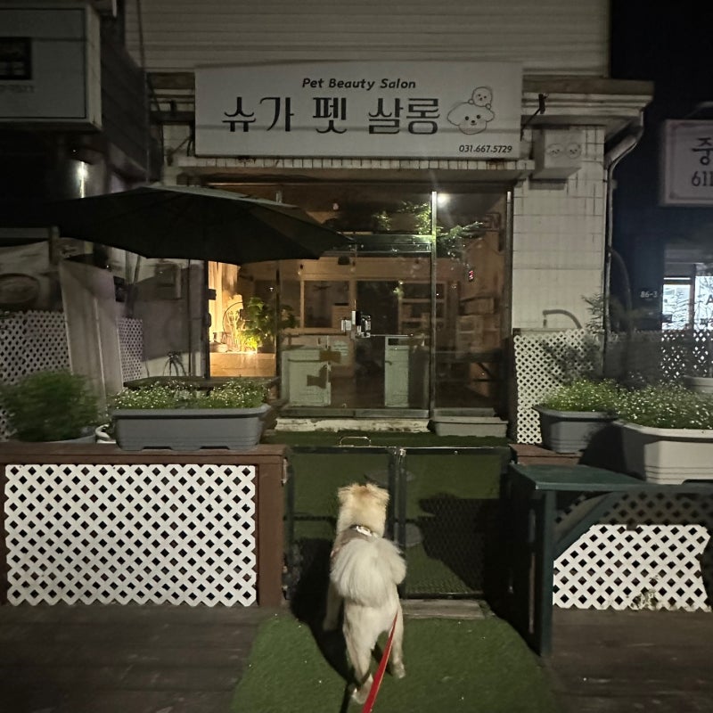 슈가펫살롱