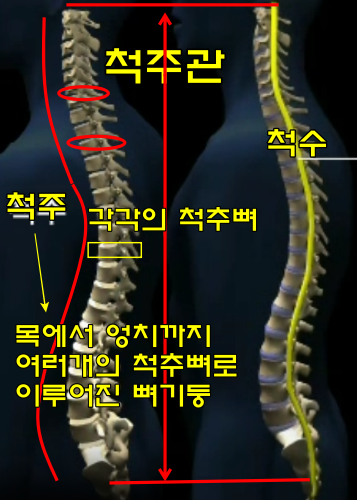 척수, 척주, 척추 차이