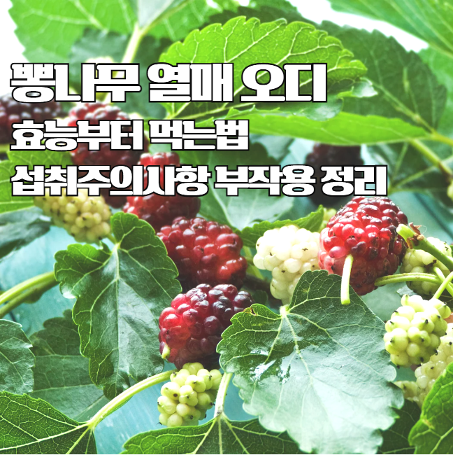  오디의 효능부터 섭취법과 부작용 정리