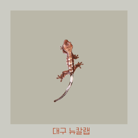  대구 게코 도마뱀 파충류샵 - 뉴칼랩 다녀온 이야기