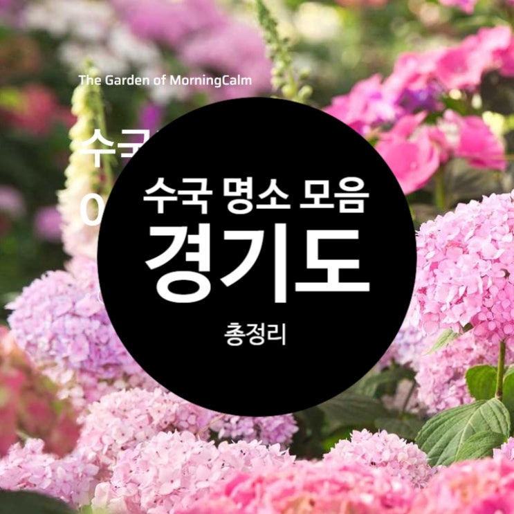  2025 경기도 수국명소 이번 주말 갈 곳 총정리