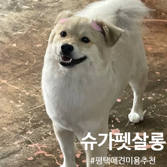 사진 2
