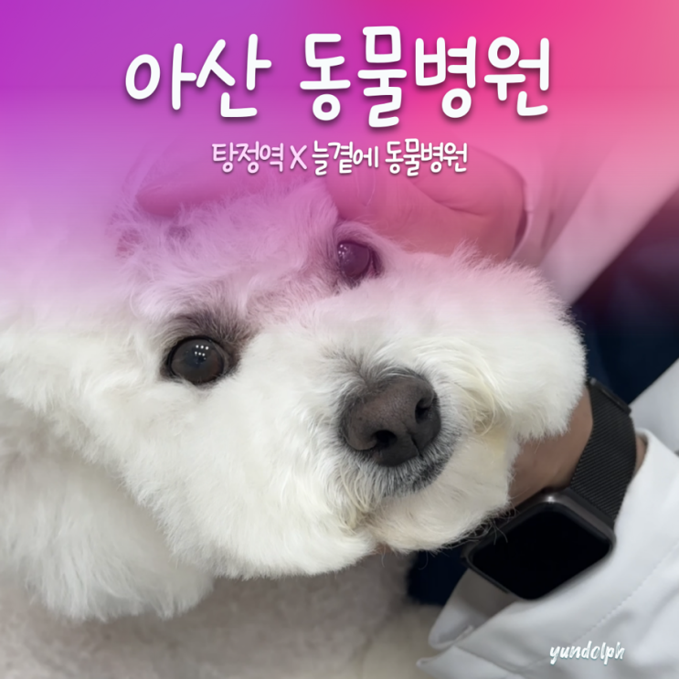  [천안 아산 동물병원] 주말운영 ‘늘곁에동물병원’ 피부 알러지 치료 후기