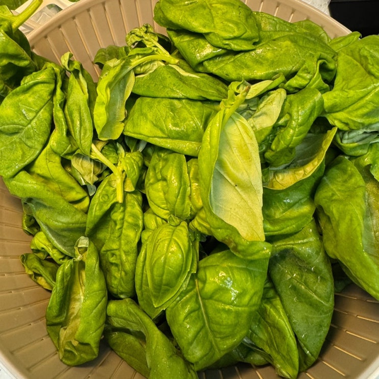  향긋한 생바질 요리! 채소팜 무농약 바질로 만든 초간단 레시피와 보관법까지!