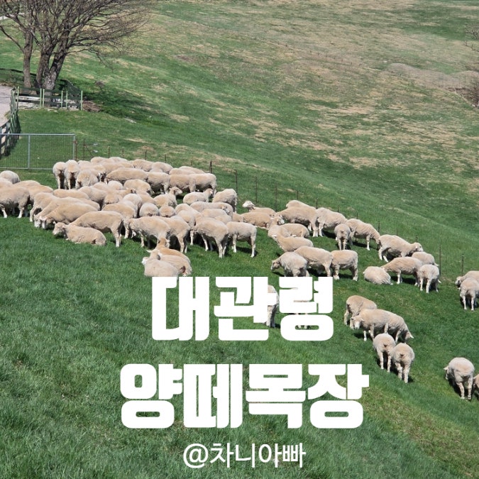  강원도 여행 필수 코스 대관령 양떼목장 아이와 방문 후기