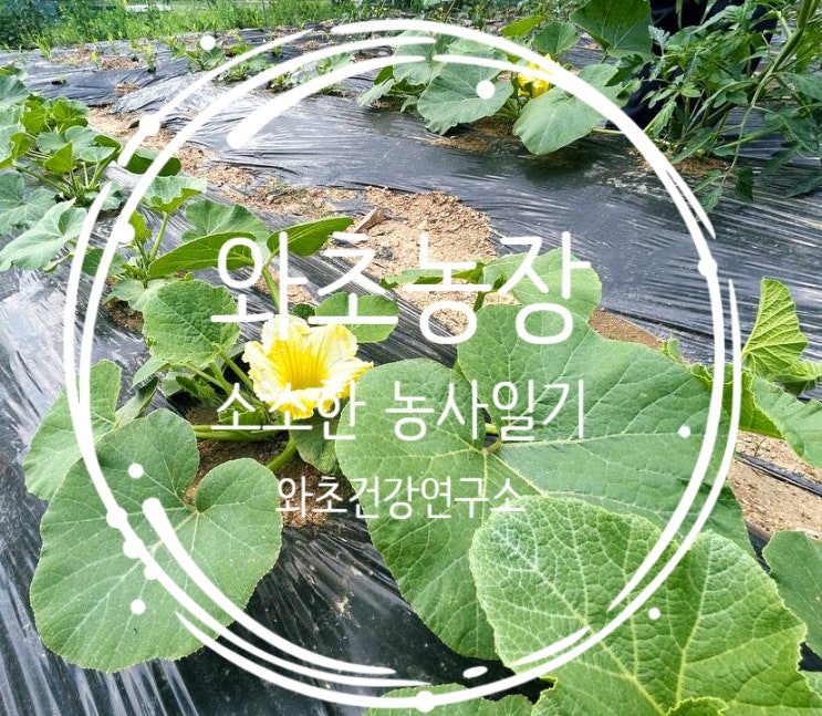  햇살 아래 무럭무럭, 5월의 와초농장 이야기