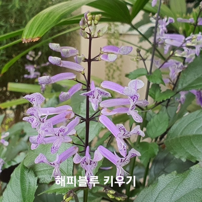 해피블루 모나라벤더 키우기 쉬운 베란다 반려 식물 보라색 꽃 삽목 번식 최고