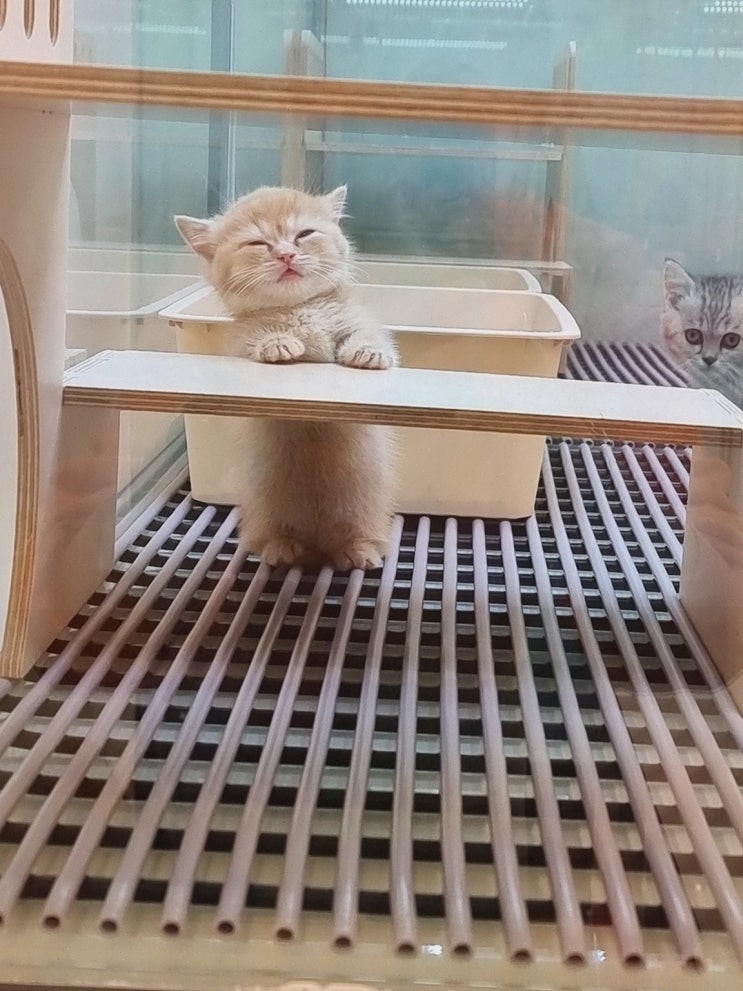  대구고양이분양, 건강한 반려묘를 만나고 싶다면 퍼스트캣 대구점!