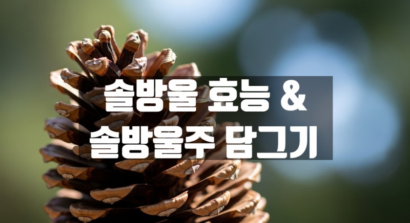 솔방울 효능과 활용법, 솔방울주 담그는 법