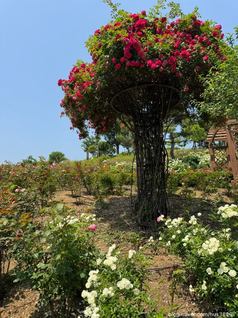 사진 5