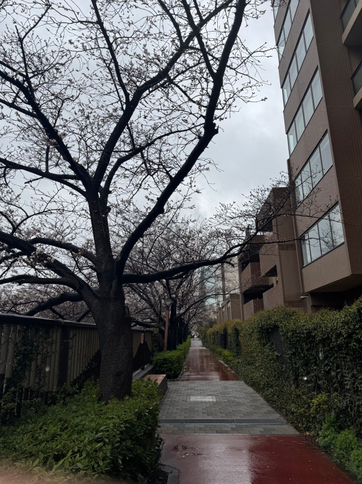  [도쿄 벚꽃 여행 #3] 실패한 메구로강에서 벚꽃 보기