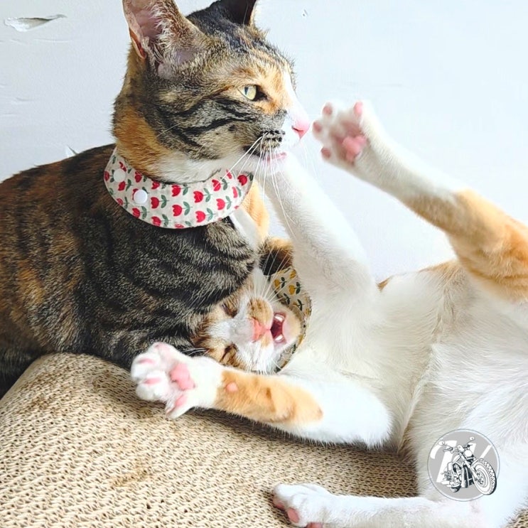  고양이 소파 스크래쳐 침대형 펫테리어 집들이 선물로도 굳