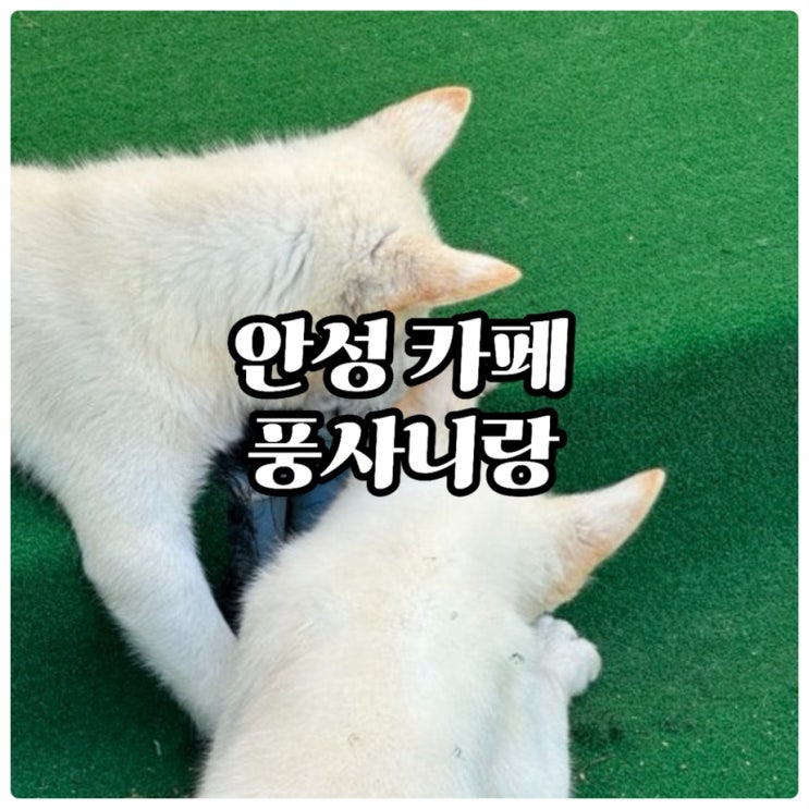  #내돈내먹 [안성카페] 인생포토존부터 풍산개까지 볼 수 있는 힐링카페, 풍사니랑 찐후기