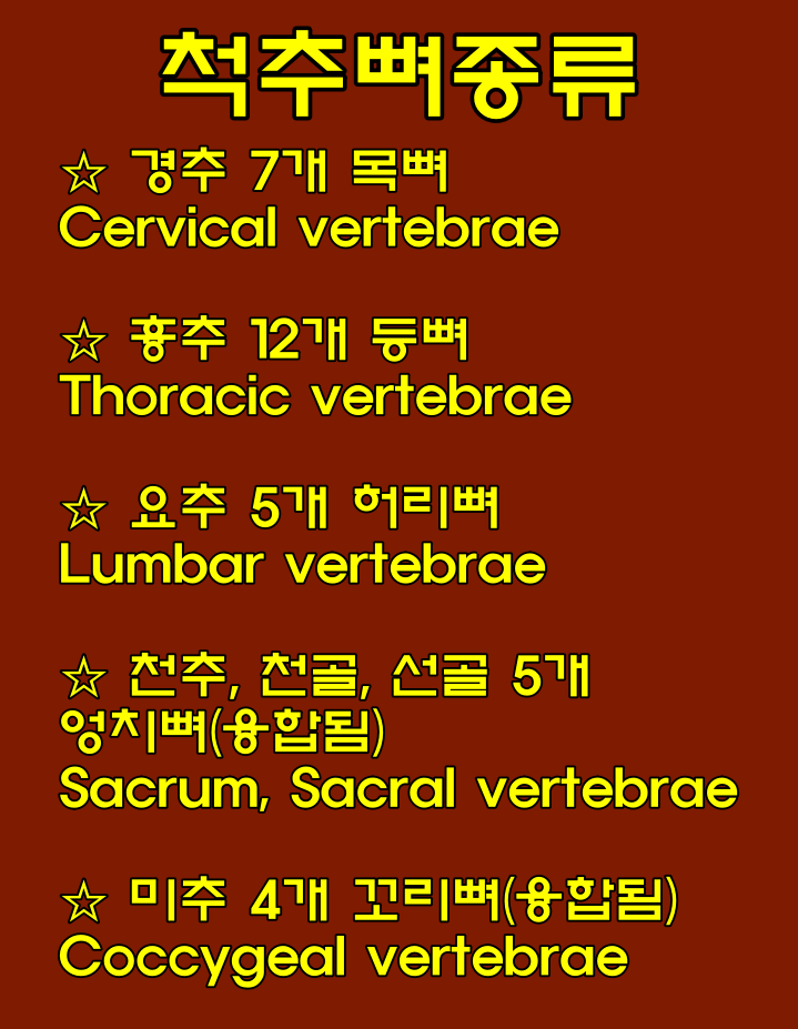 척추뼈(경추,흉추,요추,천추,미추) 특징, 경추전만/흉추후만/요추전만/천추후만 위치