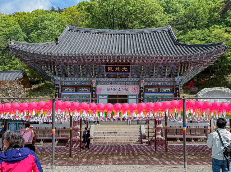  경기도 양평 가볼만한곳 용문사 강아지와 떠난 드라이브 코스