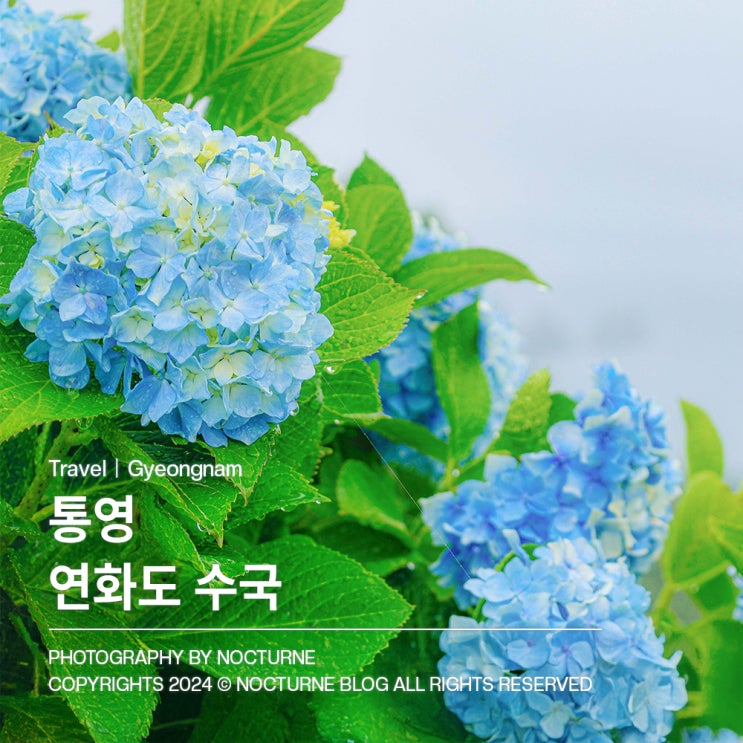  경남 가볼만한 곳 : 통영 연화도에서 만난 여름의 색, 수국