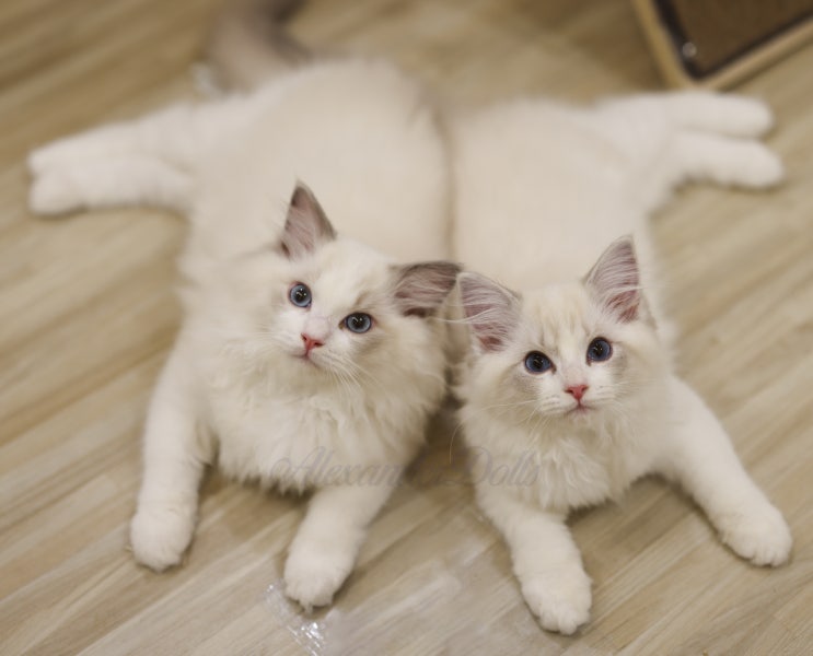  랙돌 고양이 성장 기록, 캐터리 분양 자묘 10둥이 3개월 모습