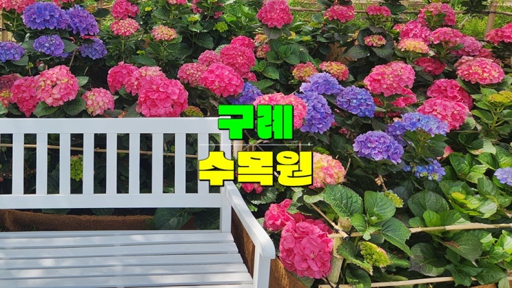전라도 여행지 구례 가볼만한곳 · 지리산 구례수목원 수국 맛집 개화시기 6월 추천 전라도 여행지 구례 가볼만한곳 · 지리산 구례수목원 수국 맛집 개화시기 6월 추천