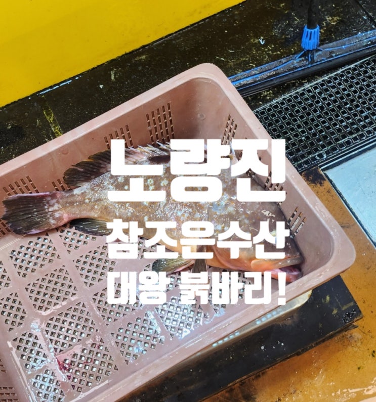  노량진수산시장 | 내돈내산 참조은수산 3Kg 대왕 붉바리 그리고 참돔 후기 리뷰 여름 제철 고급회