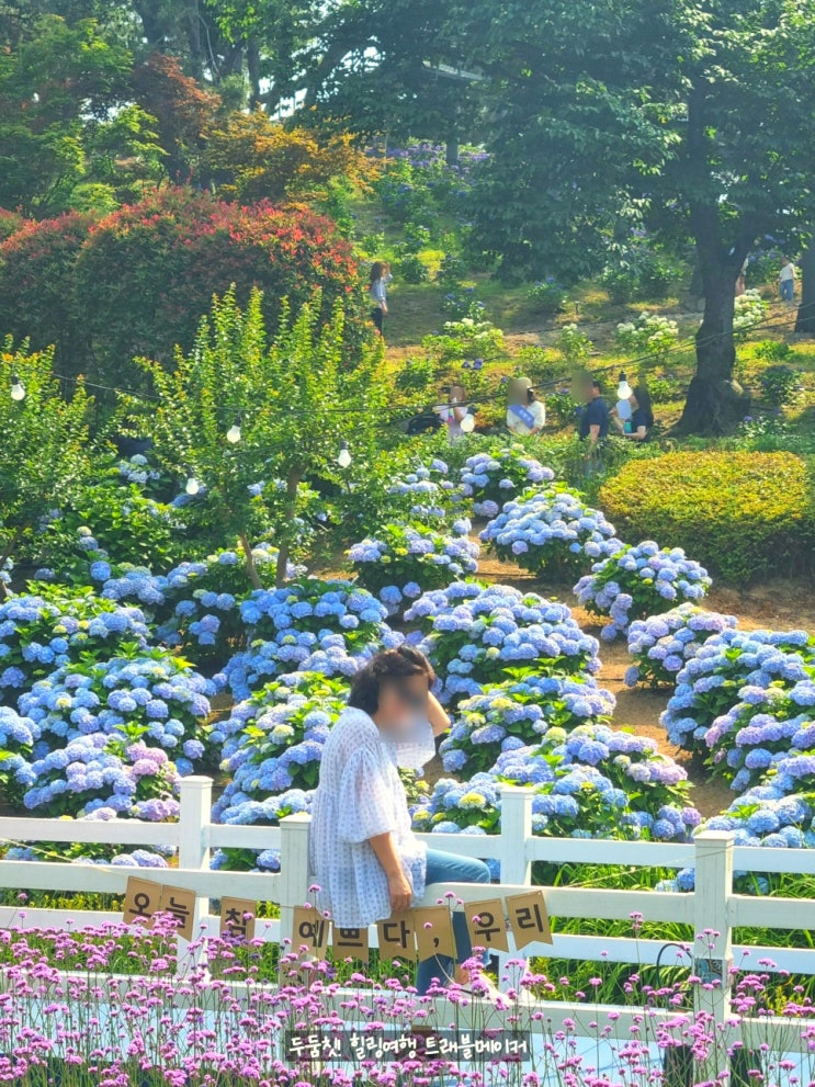  장생포수국축제 울산 고래문화마을 여름여행지 추천