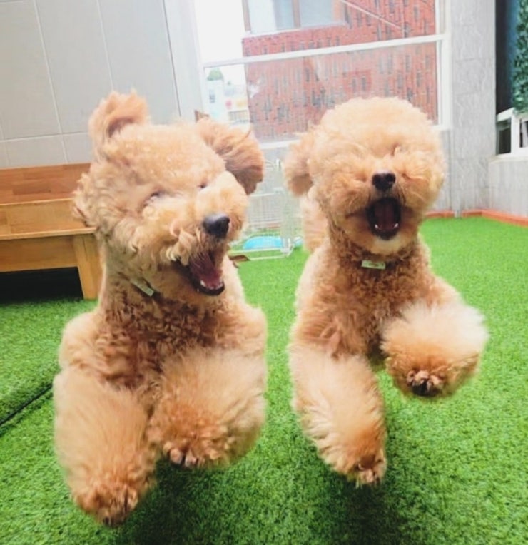 개ST하우스