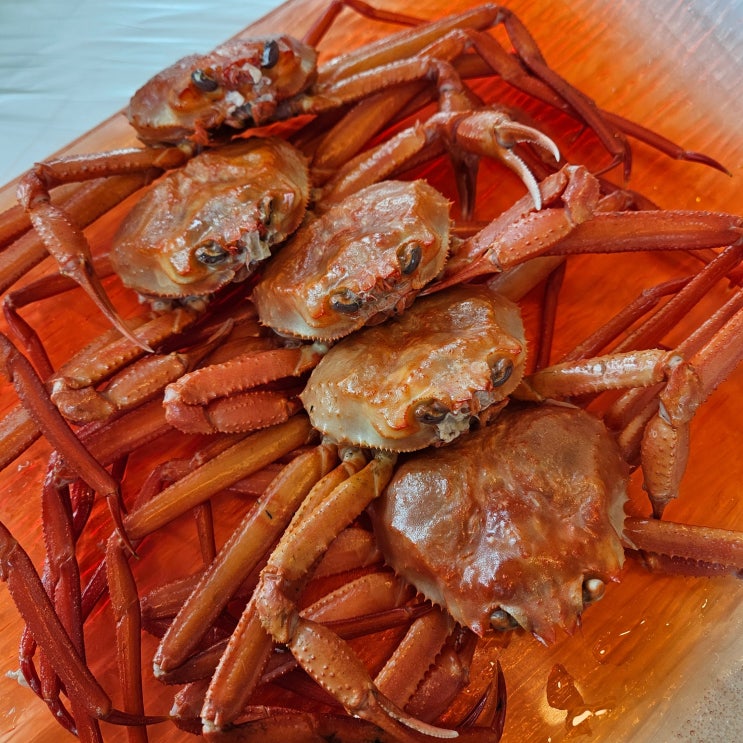  강원도 동해 묵호항 도째비골 맛집 오션뷰에서 즐기는 옥상홍게무한리필
