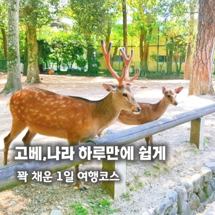 나라 사슴공원 고베 1일 버스투어 가격 할인예약 일본 오사카여행 코스 추천