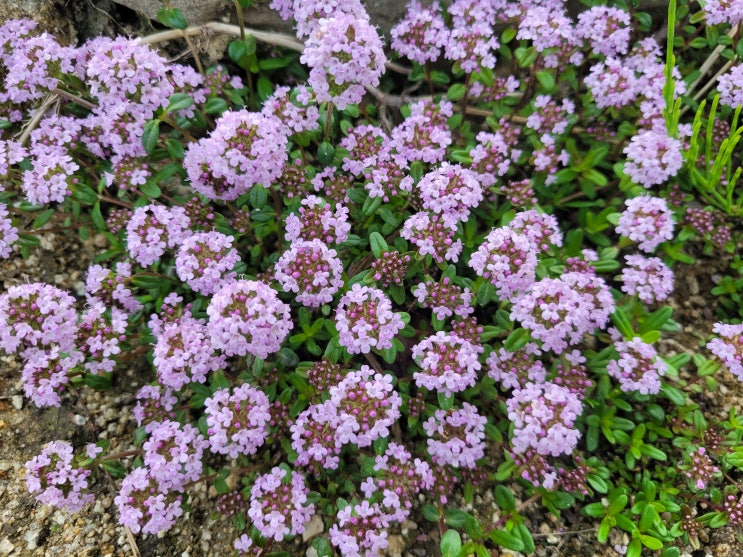  꽃 보다 향, 향보다 실속! 백리향 추천 이유