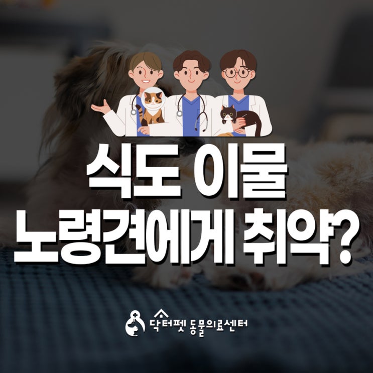  식도 이물 노령견에겐 왜 더 취약할까? 사상구 동물병원 개금 닥터펫
