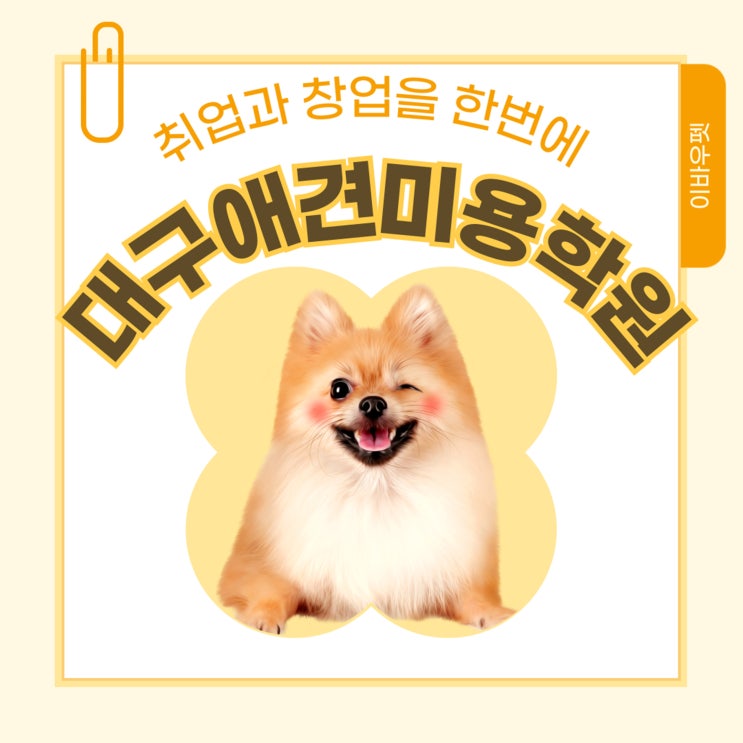  대구애견미용학원 수강생 맞춤 교육과 창업까지 생각한다면 이바우펫