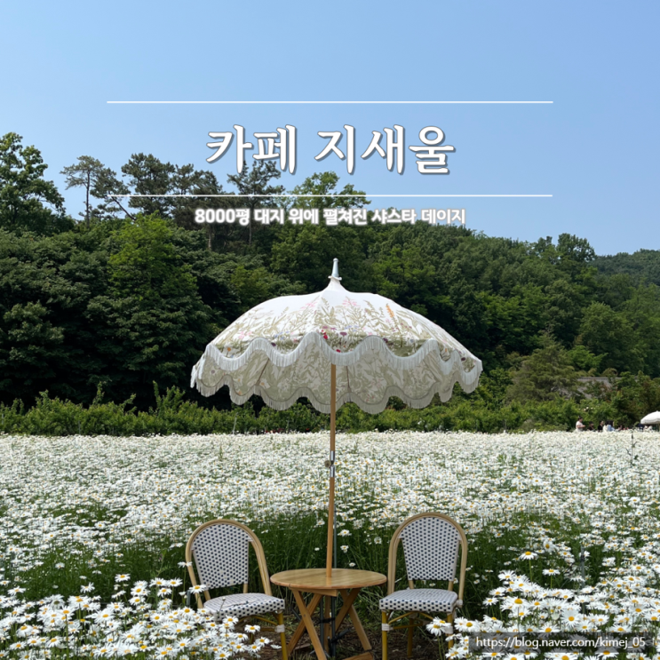  마치 영화 속 한 장면 같은 샤스타데이지 카페 지새울
