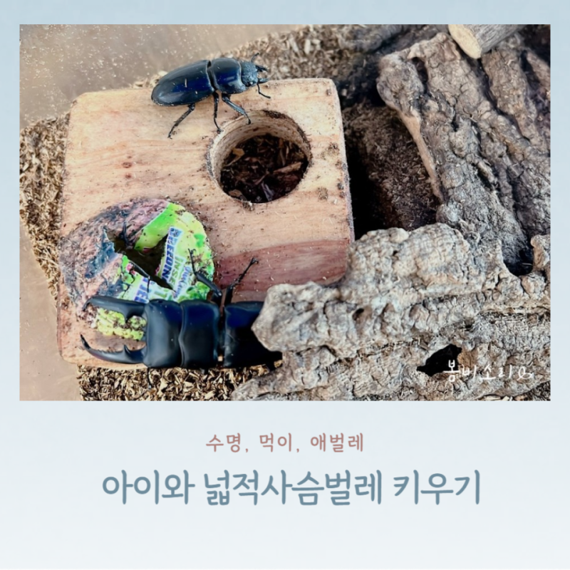 아이와 함께 넓적사슴벌레 키우기_수명, 먹이, 애벌레