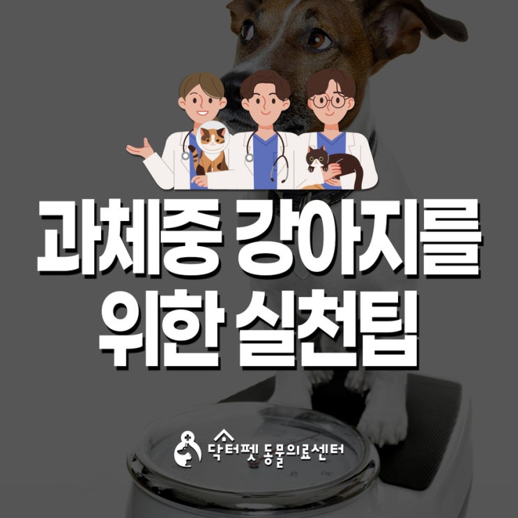  과체중 강아지를 위한 8가지 실천 팁 (부산진구 동물병원 개금 닥터펫)