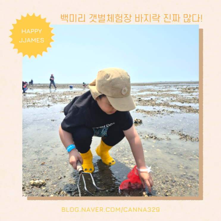백미리 갯벌체험장 5,6월이 딱인 이유! 바지락이 많아요!