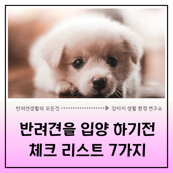  반려견 입양 전, 꼭 확인해야 할 7가지 체크리스트 첫 번째 시간