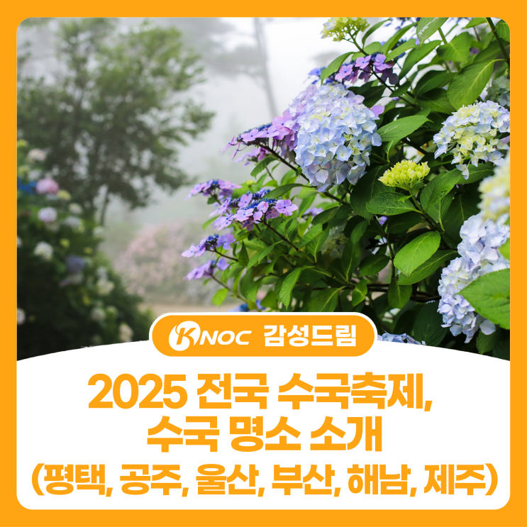  2025 전국 수국축제, 수국 명소 소개(평택, 공주, 울산, 부산, 해남, 제주)