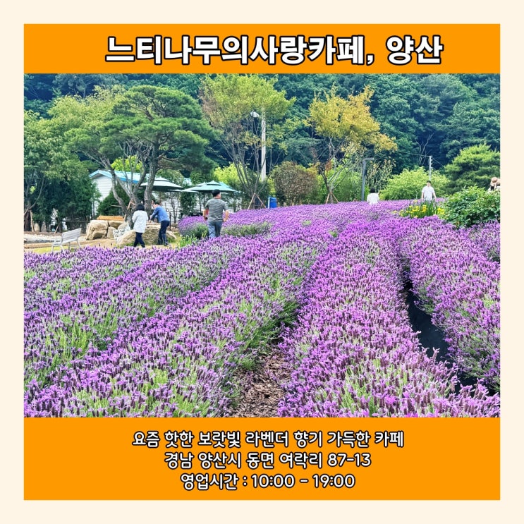  [양산] 요즘 핫한 보랏빛 라벤더 향기 가득한 '느티나무의사랑카페'