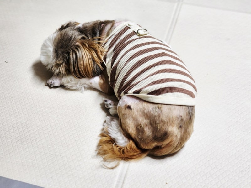 노견 강아지 청력 문제 귀가 안들리는 걸까요 귀찮은걸까요