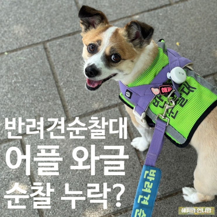  반려견순찰대 어플 와글 누락된 기록 등록하는 법