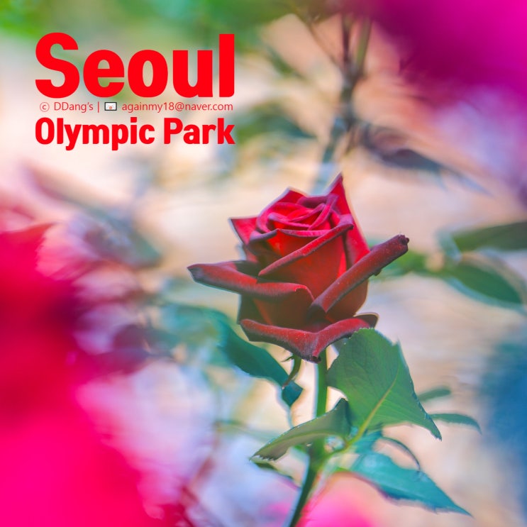  6월 첫째 주, 장미는 만개 양귀비는 절반! 올림픽공원 꽃 개화 상황